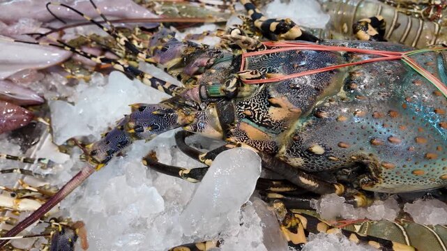 Pan Across Fresh Spiny Lobsters on Ice at Thailand Seafood Market 4K
