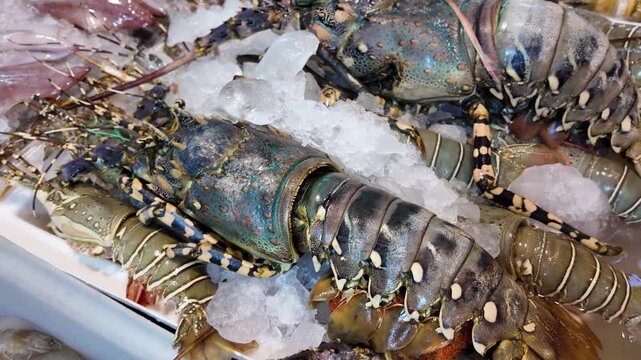 Close Up of Fresh Spiny Lobsters on Crushed Ice at Thailand Seafood Market 4K