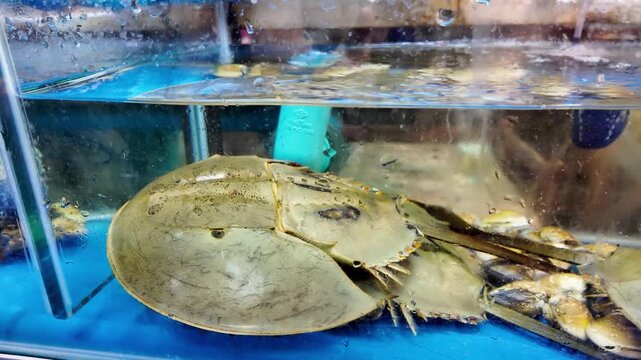 Live Horseshoe Crab in Aquarium Tank at Thailand Seafood Market 4K