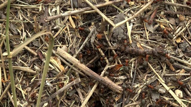 Red Wood Ants Moving Across Forest Floor in Natural Woodland Habitat