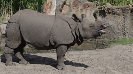 Obraz premium Profile View of a Greater One-Horned Rhinoceros in a Sunny Enclosure
