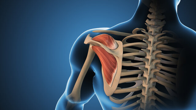 Rotator Cuff Muscles Supporting Shoulder Stability