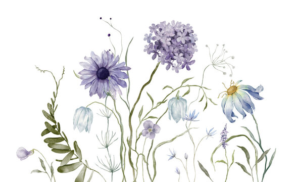 Watercolor design elements of bouquet depicting a blue wildflower botanical chamomile hand drawn illustrations. Composition delicate of purple phlox, lavender wildflower herbs on isolated background.