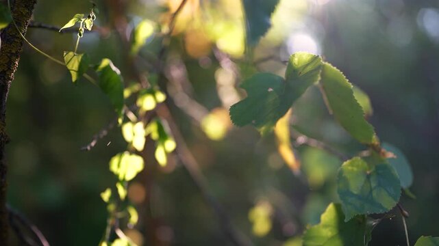 Sunlight filters through green leaves, creating a dance of light on the leaves. The forest is filled with rustling leaves, bathed in forest sunlight and gentle light.