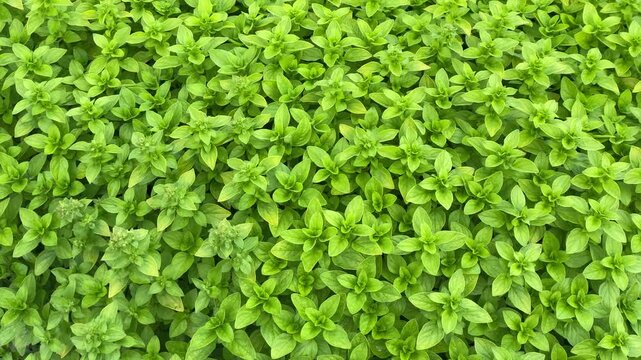 Fresh Green Herb Leaves Growing in Garden, Natural Botanical Background