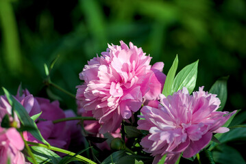 Fototapeta premium Pink peonies are blooming in the morning