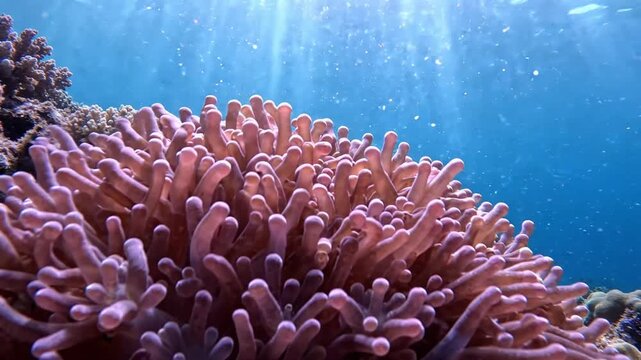 Coral polyps gently moving in underwater ocean water