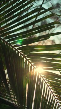 Golden sunset light shining through green coconut palm leaves, beautiful tropical sun flare background, vertical view of palm frond branch in evening beach resort, summer holiday vacation, wellness