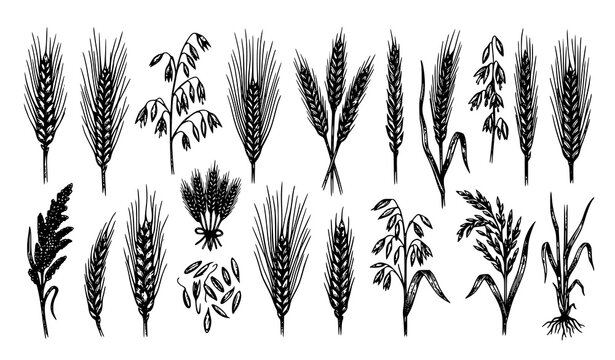 Hand Drawn Wheat Barley Oat and Cereal Grain Collection Agricultural Botanical Silhouette Illustration Set