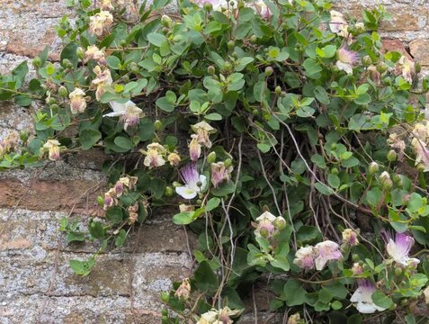 Muro in mattoni con pianta dei capperi rampicante e fiori delicati, per un&rsquo;atmosfera naturale e rustica che unisce architettura e vegetazione