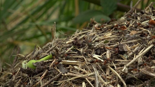 Red Wood Ants Moving Across Forest Floor in Natural Woodland Habitat