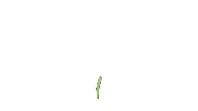 Curved organic blueberry twig leaf sprouting and growth animation
