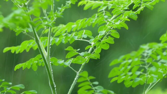 Fresh green Moringa leaves in the rain with water droplets.
