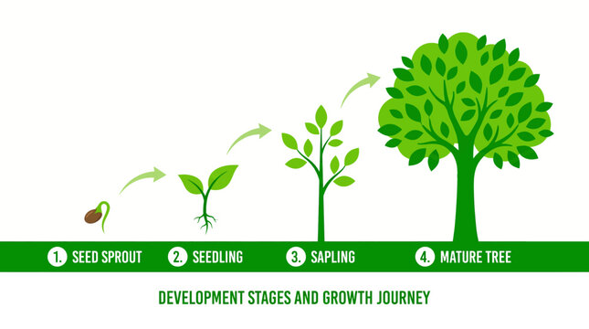 Flat illustration of tree growth stages from seed sprout to mature tree