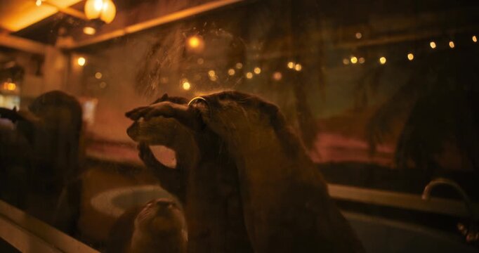 Otters sticking arms through holes in plexiglass - steady cam shot