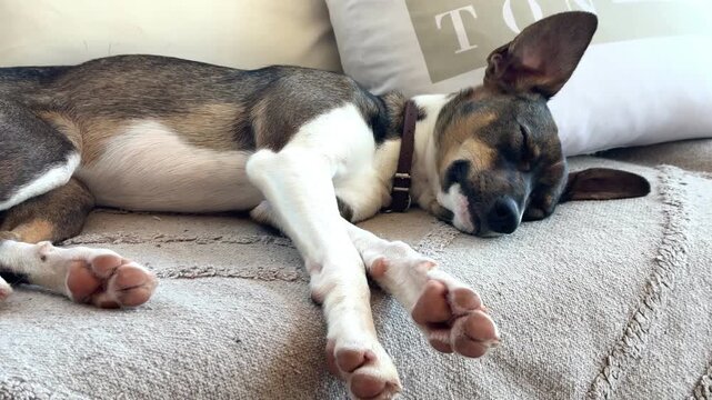 Cute Tricolor Dog with Collar Sleeping on Sofa with Legs Stretched Out Indoors