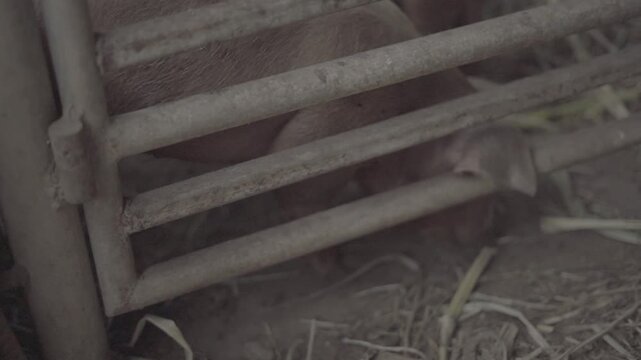 Domestic pig standing behind a wire fence in a livestock farm. Agricultural and animal husbandry concept illustrating swine farming, food production, livestock management, and rural farming industry.