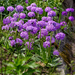 Obraz premium Primrose, also known as small -toothed primrose ( Latin- Prímula denticulata ), is a perennial herbaceous plant of the genus Primrose. Natural wallpaper