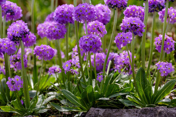 Fototapeta premium Primrose, also known as small -toothed primrose ( Latin- Prímula denticulata ), is a perennial herbaceous plant of the genus Primrose. Natural wallpaper
