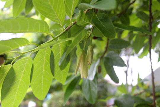 Annona squamosa growing on bunch below leaves with sunlight on branch. Common name is Custard apple, Sugar apple or Sweetsop.