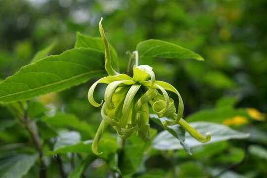 Close up young Cananga odorata flower blooming on top of branch and petals changing green color to yellow. Common name Perfume tree, Cananga, Fragrant cananga, Macassar oil plant, Ilang-ilang or Dwarf