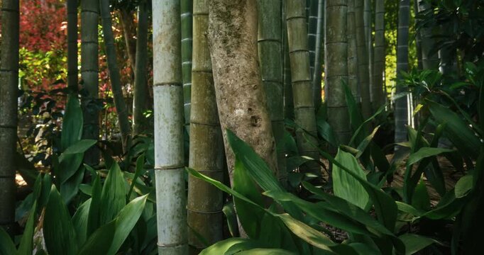 Thick Bamboo Culms and Broad-Leaf Ground - Steady Cam, Slow Motion Steady Cam Shot