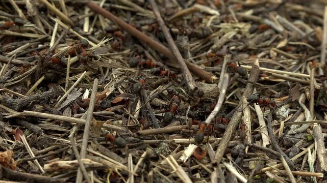 Red Wood Ants Moving Across Forest Floor in Natural Woodland Habitat