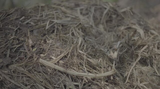 Close-up of a compost pile with a temperature gauge inserted into organic material, monitoring heat generated during the decomposition process. Ideal for sustainable agriculture, organic farming, soil
