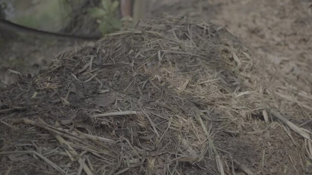 Close-up of a compost pile with a temperature gauge inserted into organic material, monitoring heat generated during the decomposition process. Ideal for sustainable agriculture, organic farming, soil