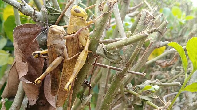 Macro shot of Valanga nigricornis grasshoppers during reproduction process