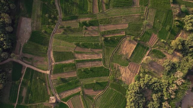 Irrigated agricultural terraces near Tinghir in Draa-Tafilalet, Morocco, showing oasis farming systems with date palms, alfalfa fields, cereal plots and traditional irrigation channels top down aerial