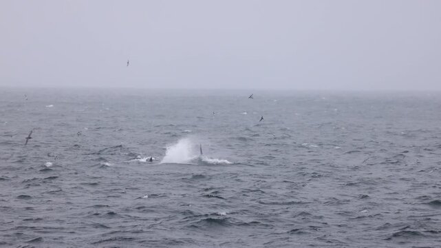 Orca whale (Orcinus orca, Delphinidae) surfacing in rough Southern Ocean waters near South Georgia, subantarctic islands, marine hunting behavior, tracking telephoto wildlife shot.