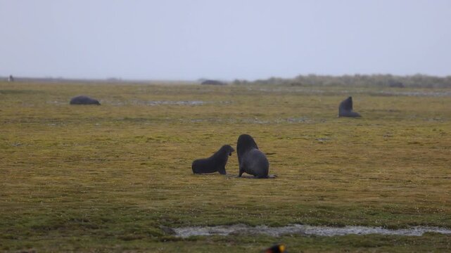Male Antarctic fur seal (Arctocephalus gazella, Otariidae) chasing female across coastal tundra in South Georgia, subantarctic islands, territorial breeding behavior, tracking telephoto wildlife shot.
