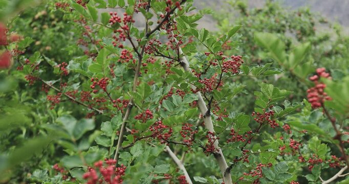 Sichuan Pepper grow on tree