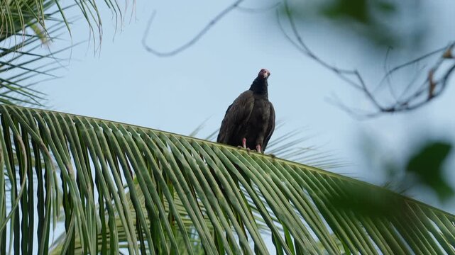 Vulture Resting On Palm Tree In Atins, Maranh&atilde;o, Brazil