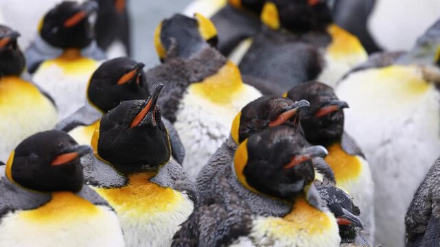 Close-up view of molting king penguins gathered tightly together in South Georgia, sub Antarctic islands. Detailed wildlife footage showing colony behaviour, feathers and cold environment