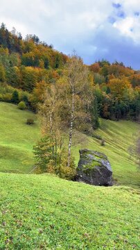 Hillside slope valley covered in autumn copper leaf foliage Switzerland outdoor, vertical video