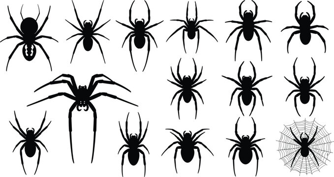 Spider Insect Vector Silhouette Set with Various Spiders Species Cobwebs Creepy Tarantulas and Halloween Celebration Badges
