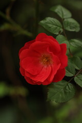 Fototapeta premium red rose bud in garden close up