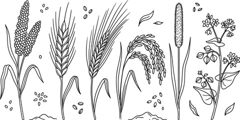 Cereal grains vector set with wheat barley rice millet buckwheat agriculture plant botanical spikelet organic line art illustration © MdMursalin