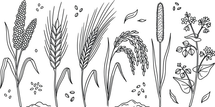 Cereal grains vector set with wheat barley rice millet buckwheat agriculture plant botanical spikelet organic line art illustration