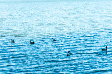 Fototapeta premium Ducks swim in the blue water of a lake on a sunny day with clear skies and calm surroundings