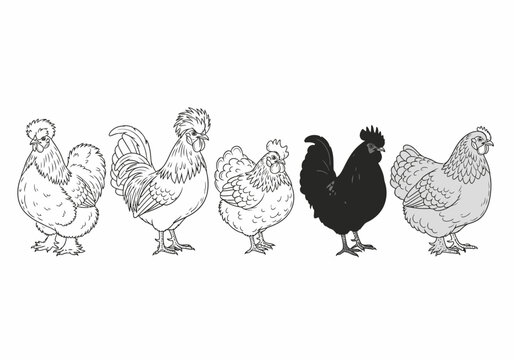 A diverse collection of domestic fowl illustrations showcasing various chicken and rooster breeds in a monochrome style
