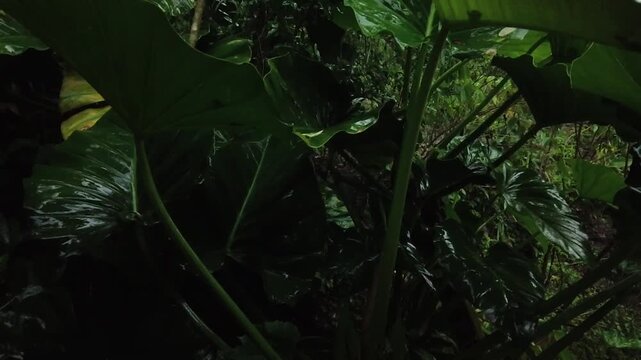 Raindrops falling on wet tropical alocasia leaves in a dark, moody jungle during a rainstorm