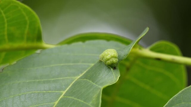 Macro Detail of Gall Mite Galls on Walnut Leaf - 4K Slow Motion Shot