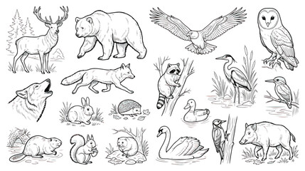 Forest animals line art collection, 18 woodland wildlife vector illustrations, black and white nature sketches for coloring books and education © Ch