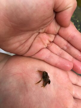 Baby frogs in hands