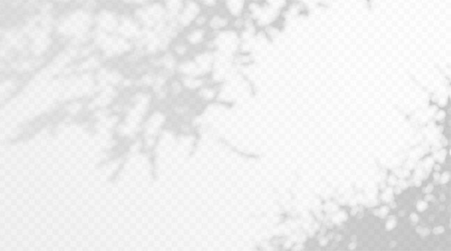 Abstract gobo leaf shadow overlay on transparent background. Soft blurred foliage silhouette with organic botanical texture.