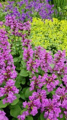Obraz premium Colorful garden bed with flowering plants: pink *Stachys monnieri* 'Hummelo', blue cranesbill geranium, and yellow lady's mantle Alchemilla