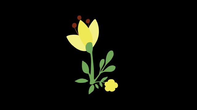 Yellow primrose wild flower bush sprouting and blooming animation clip